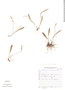 Anathallis linearifolia image