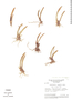Acianthera teres image