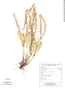 Pleurothallis sclerophylla image