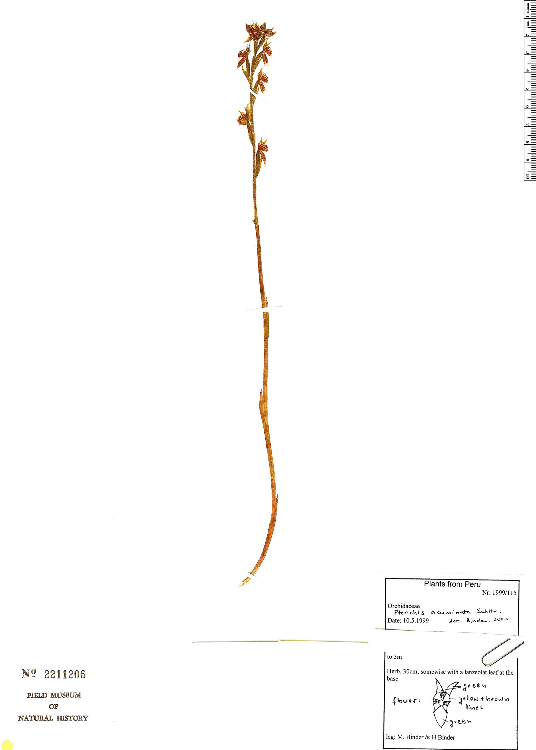 Pterichis acuminata image
