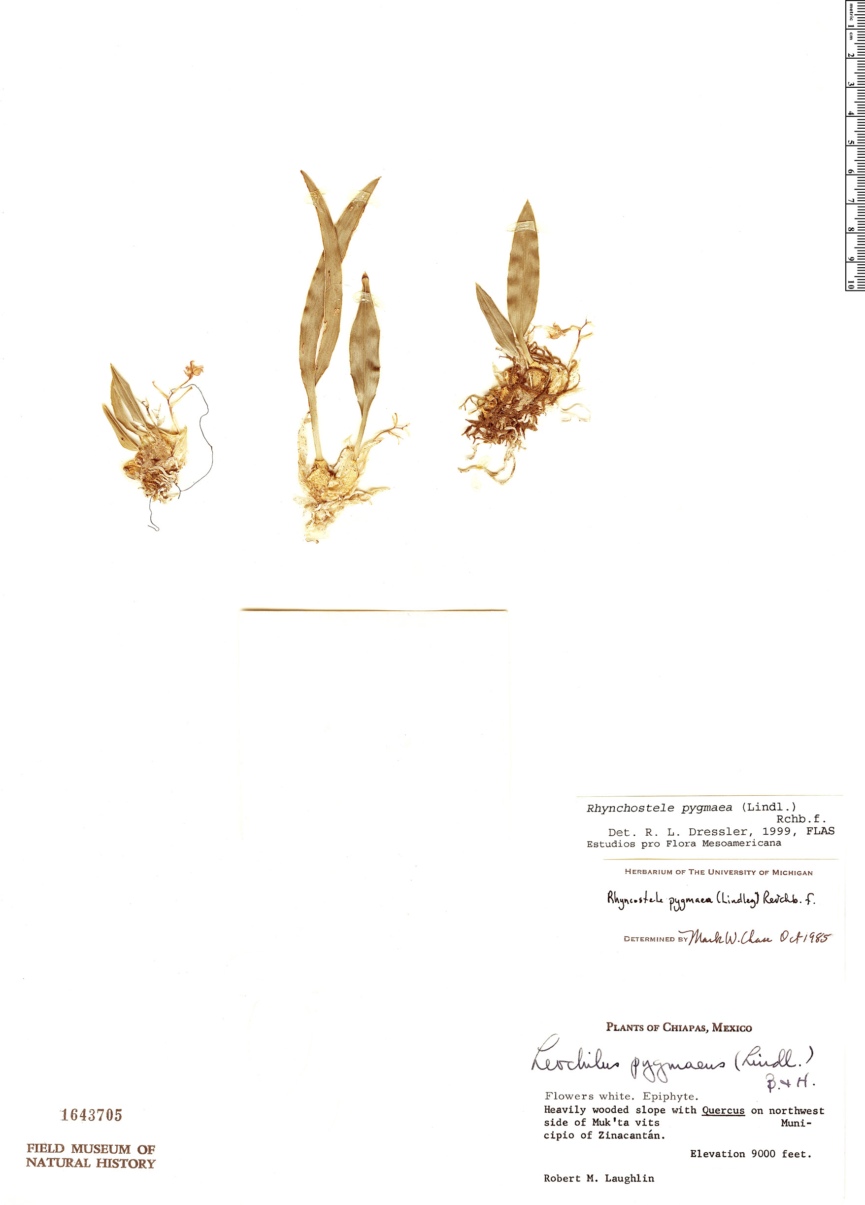 Rhynchostele pygmaea image