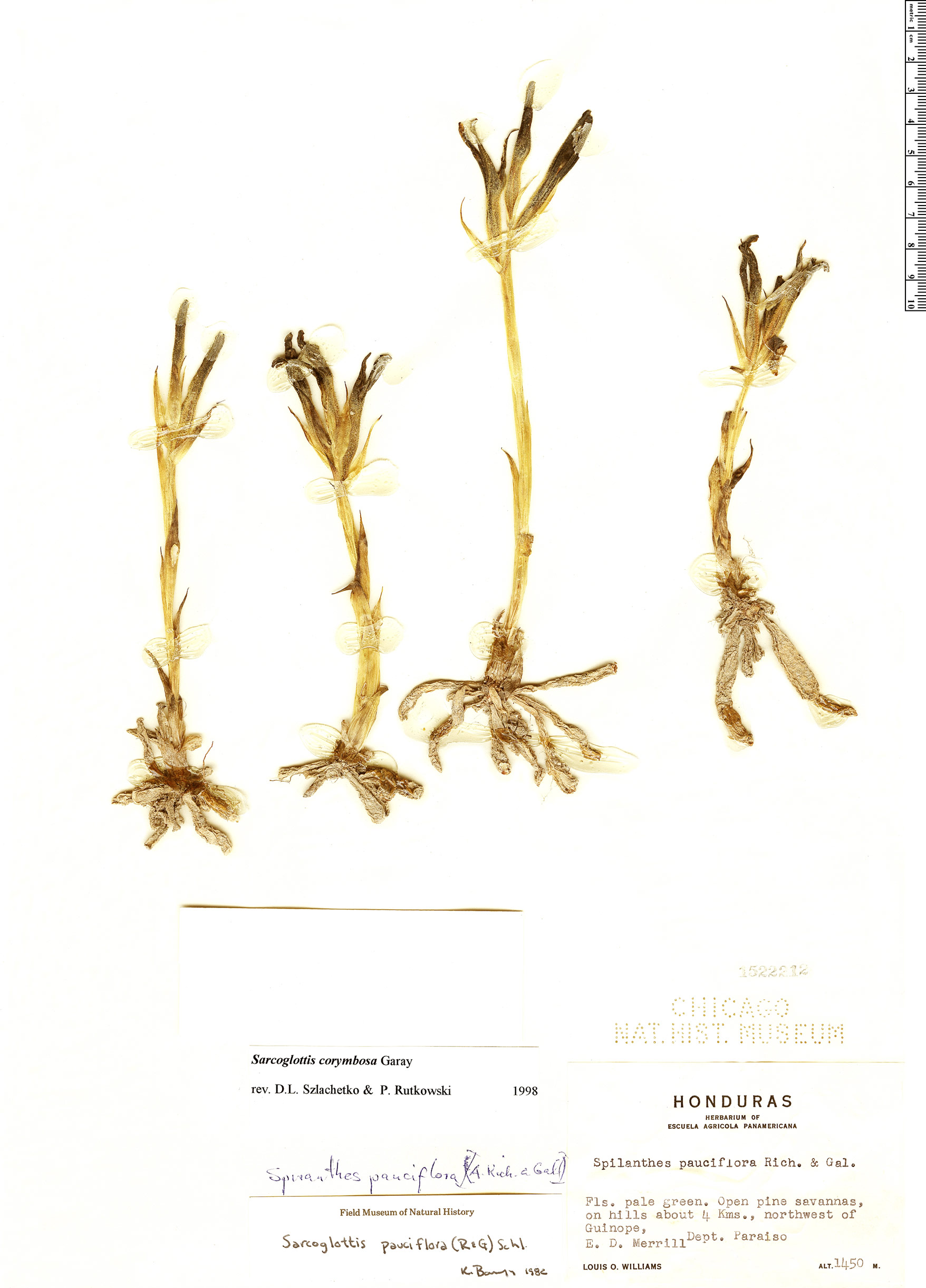 Sarcoglottis pauciflora image