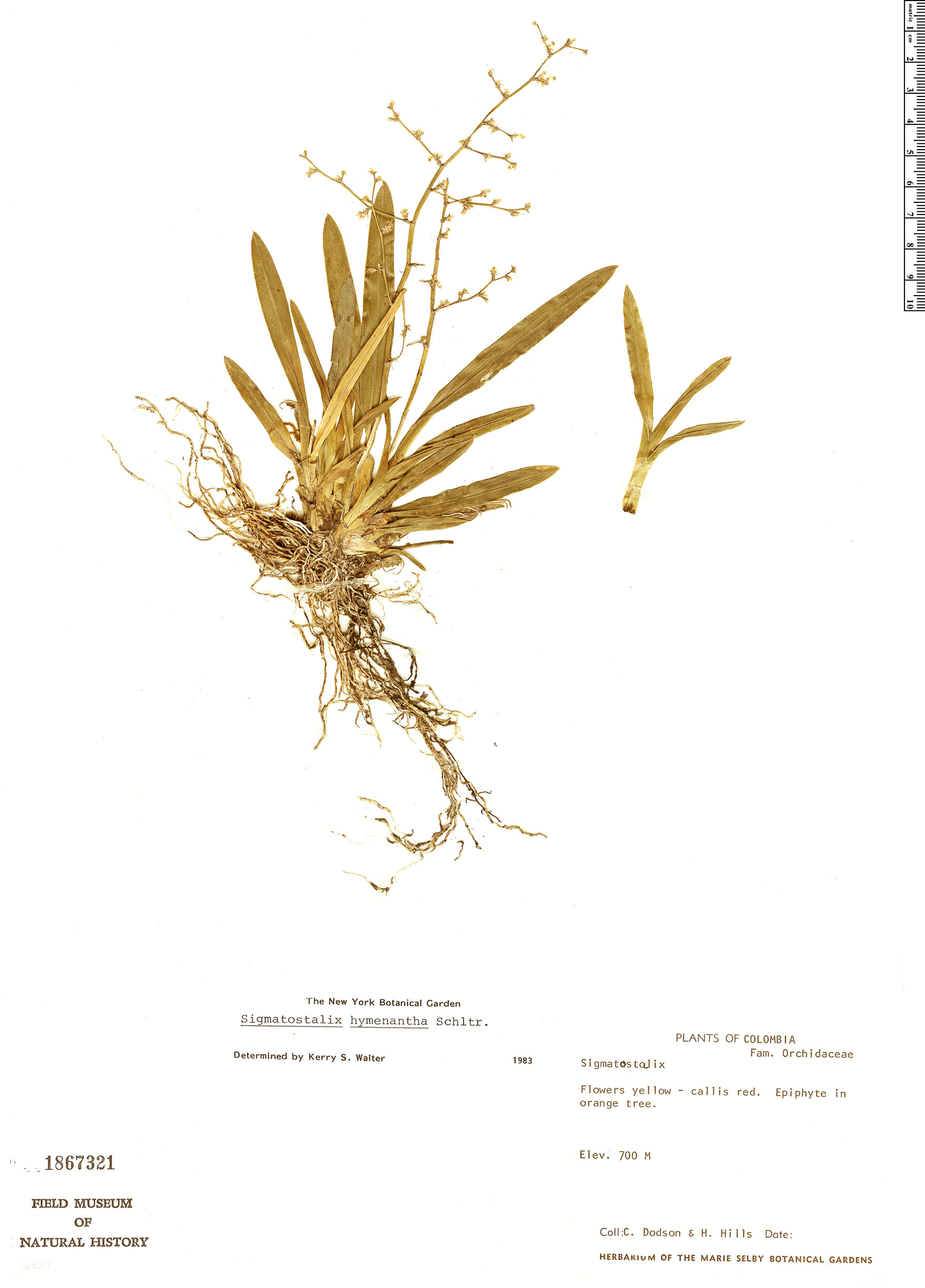 Oncidium hymenanthum image