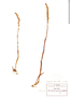 Spiranthes graminea image