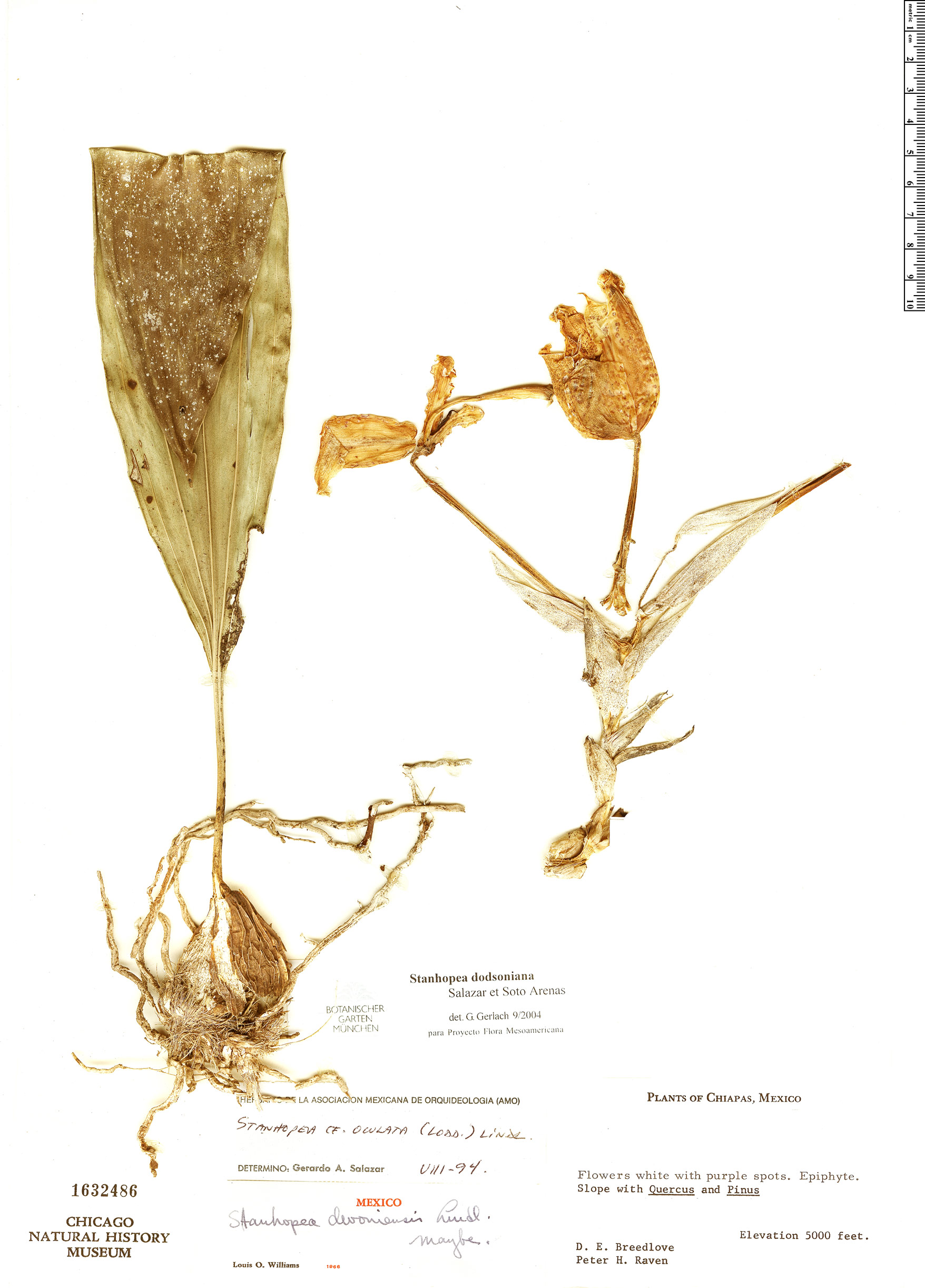 Stanhopea dodsoniana image