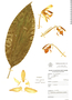 Stanhopea graveolens image