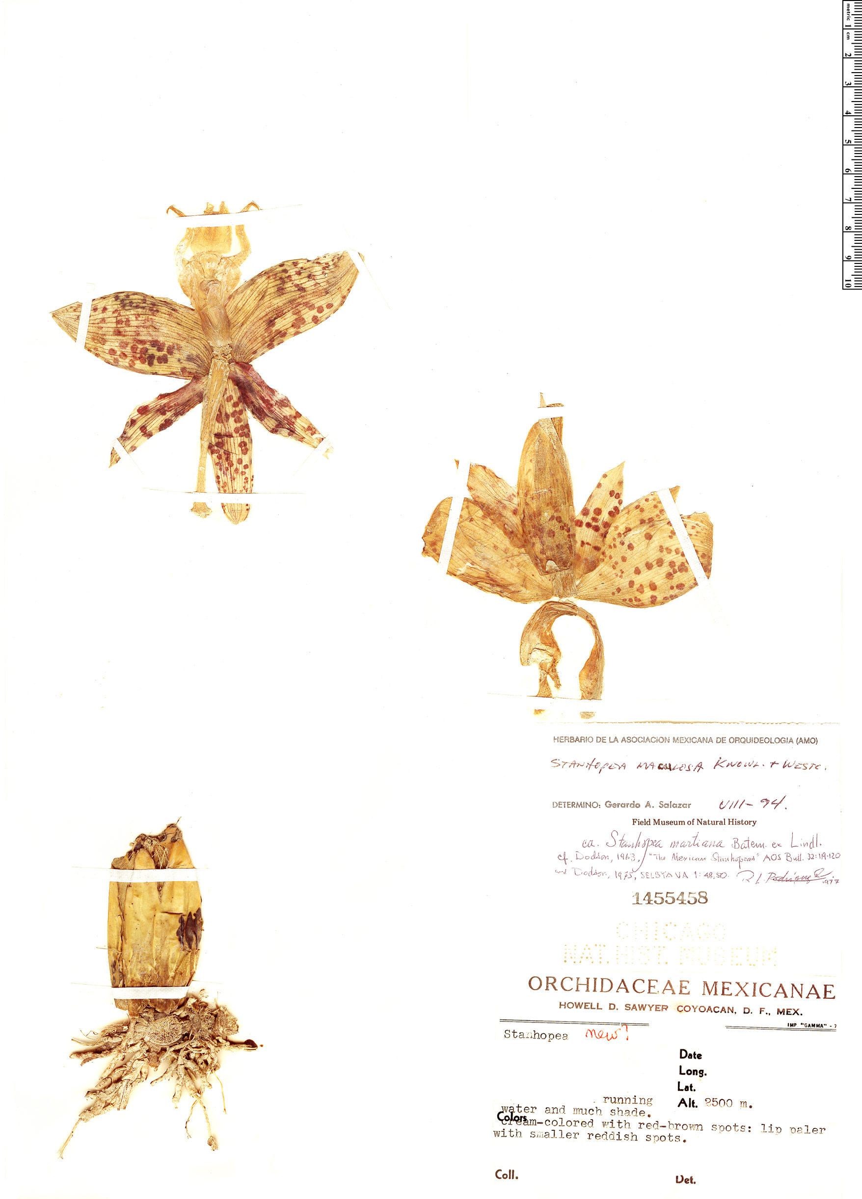 Stanhopea maculosa image