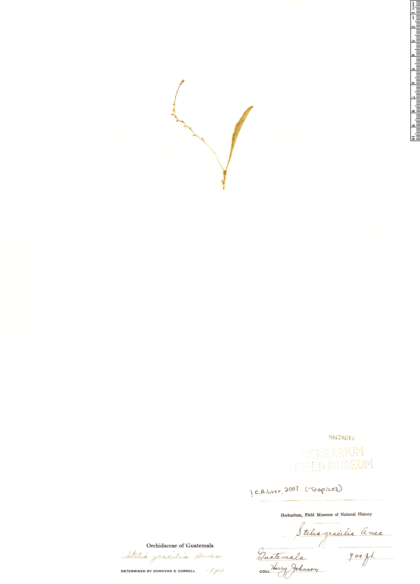 Stelis gracilis image