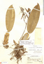 Trichopilia fragrans var. fragrans image