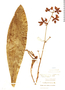 Trichocentrum lanceanum image