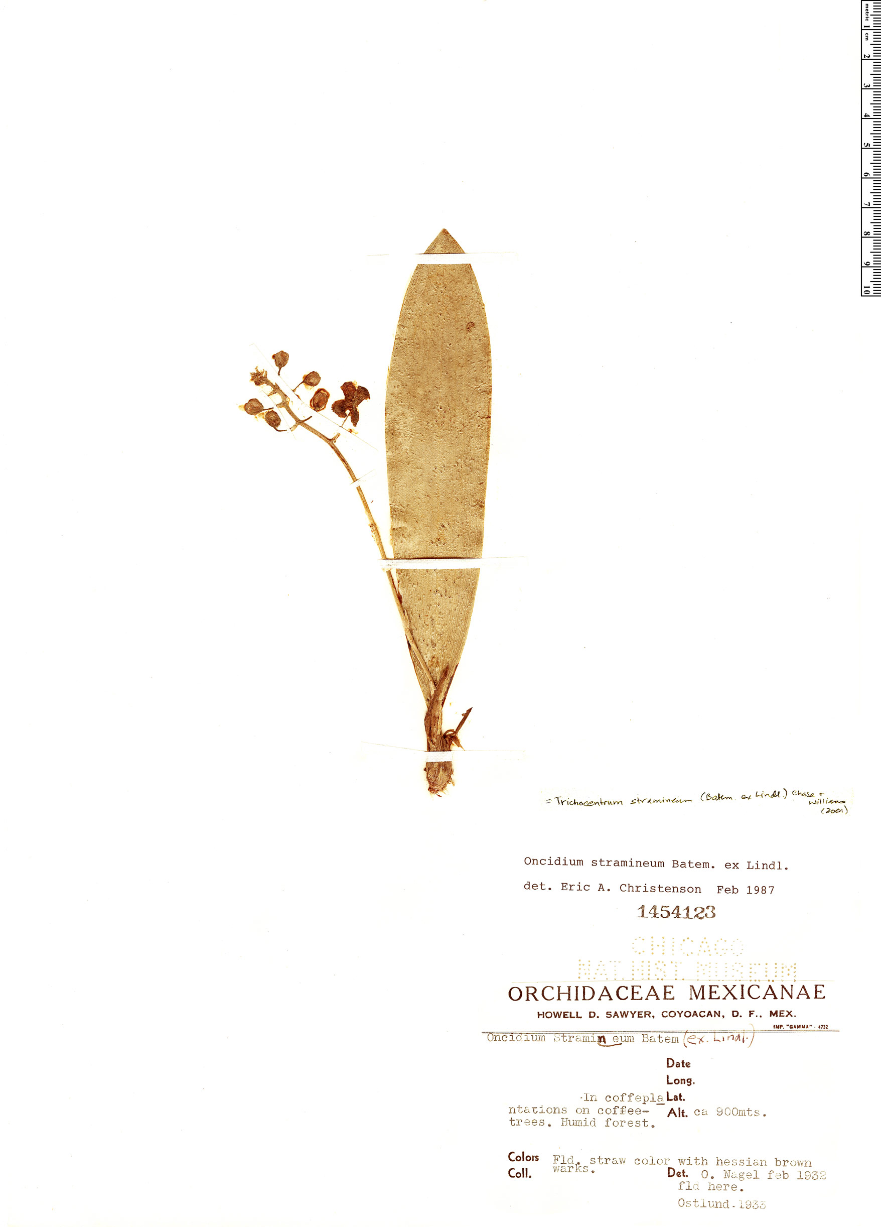 Trichocentrum stramineum thumbnail