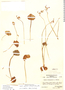 Oxalis nelsonii image