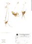 Oxalis peduncularis var. pilosa image