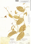 Passiflora heterohelix image