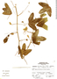 Passiflora resticulata image