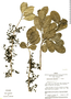 Achatocarpus pubescens image