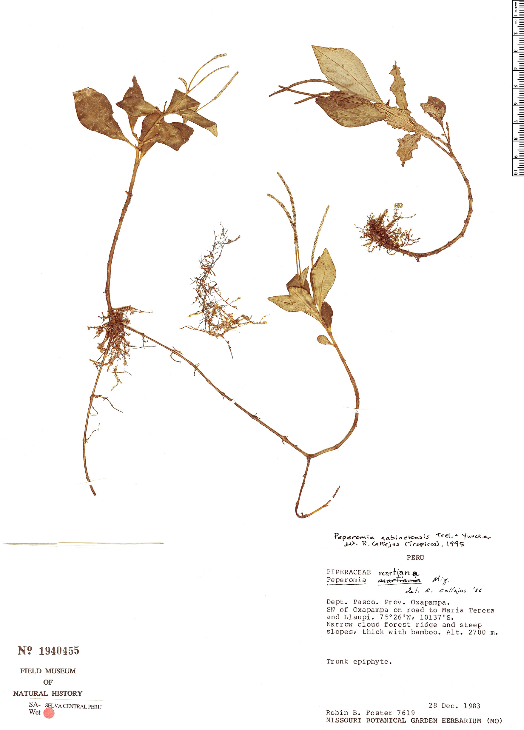 Peperomia gabinetensis image