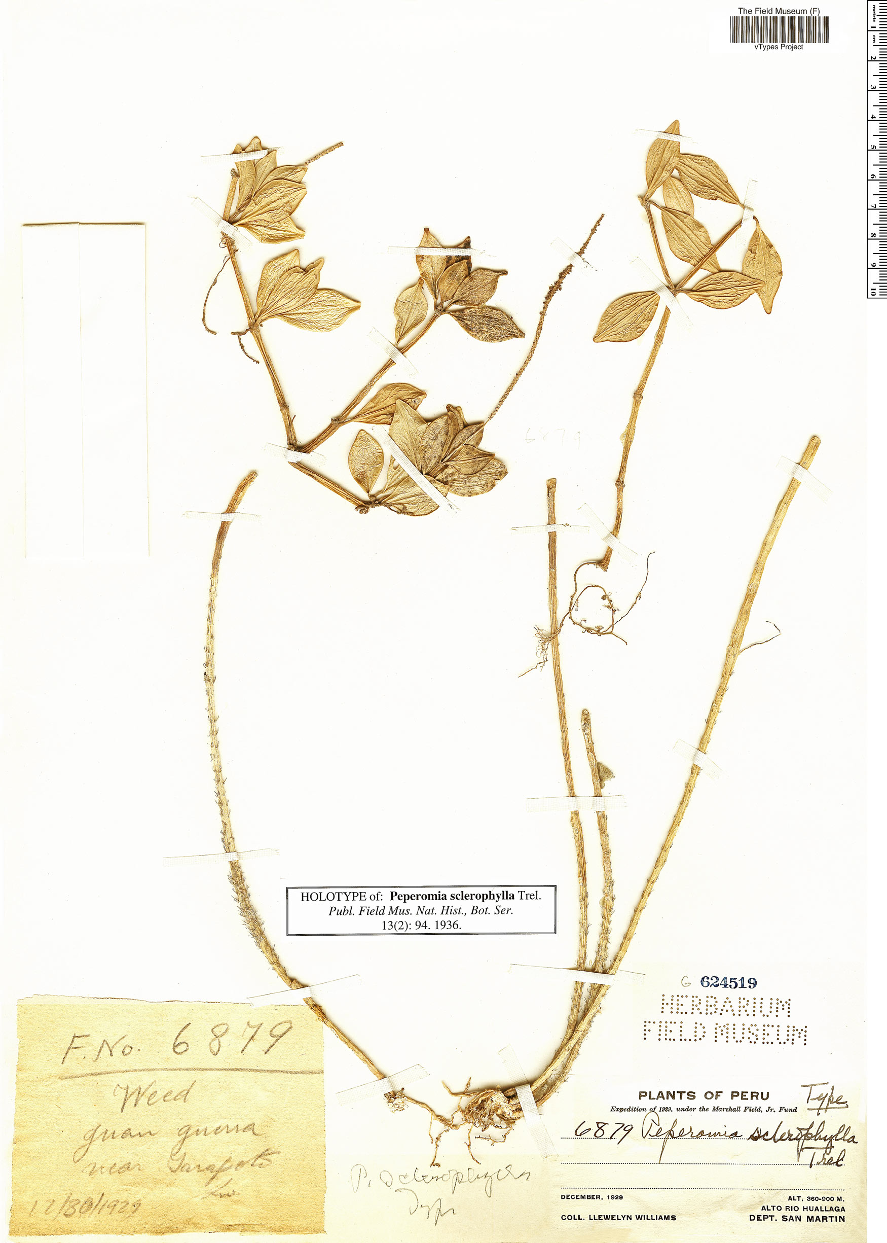Peperomia sclerophylla image