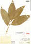 Piper fagifolium image