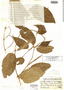 Piper malifolium image
