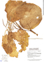 Lepianthes peltata image