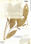 Piper pseudocallosum image