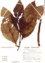 Piper pubinervulum image