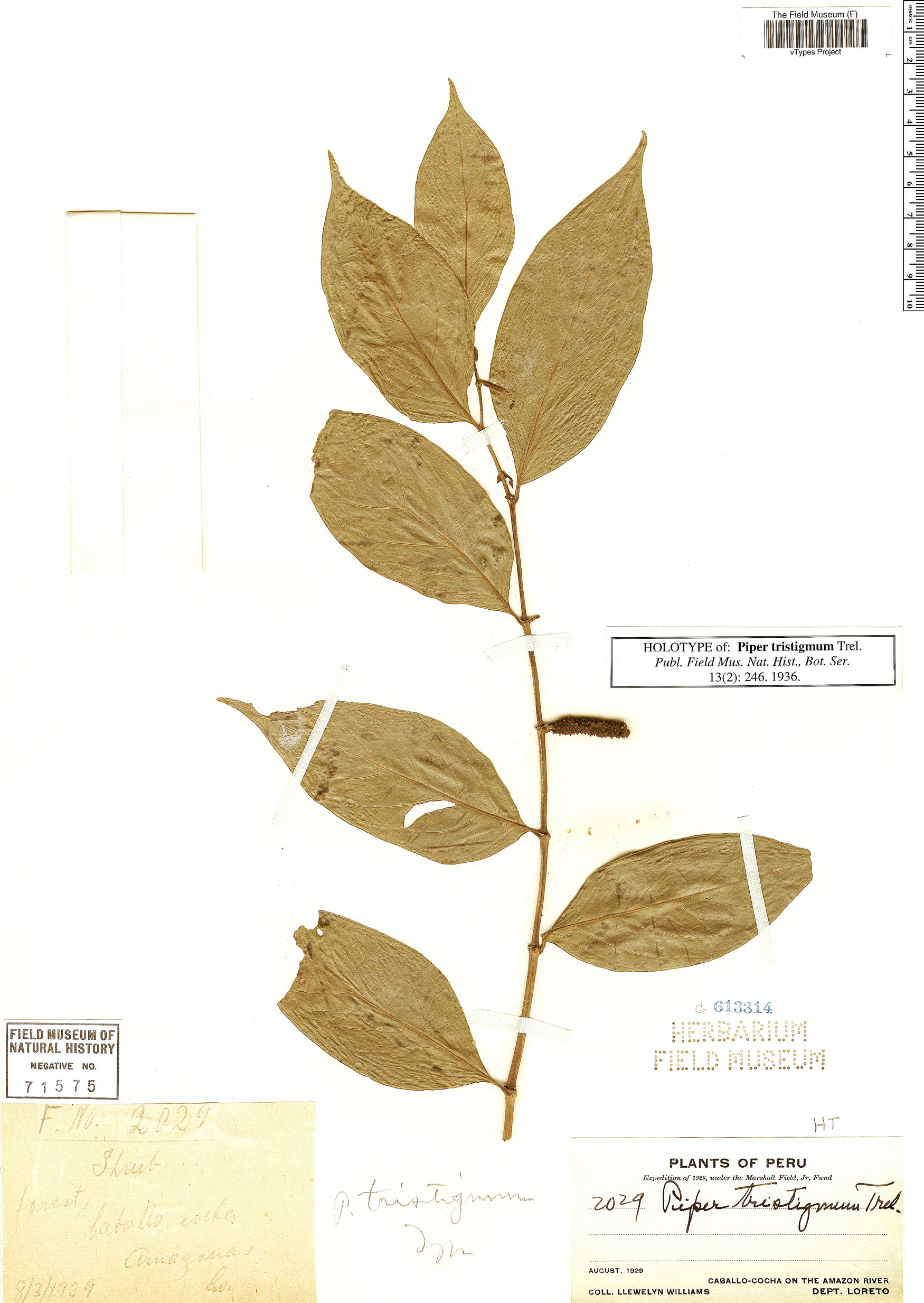 Piper tristigmum image