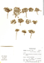 Plantago lamprophylla image