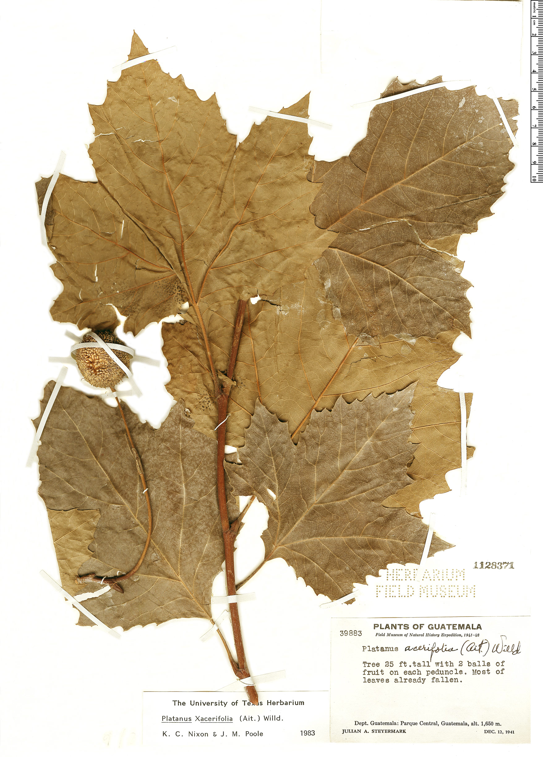 Platanus acerifolia image