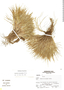 Agrostis breviculmis image