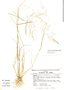 Agrostis subrepens image