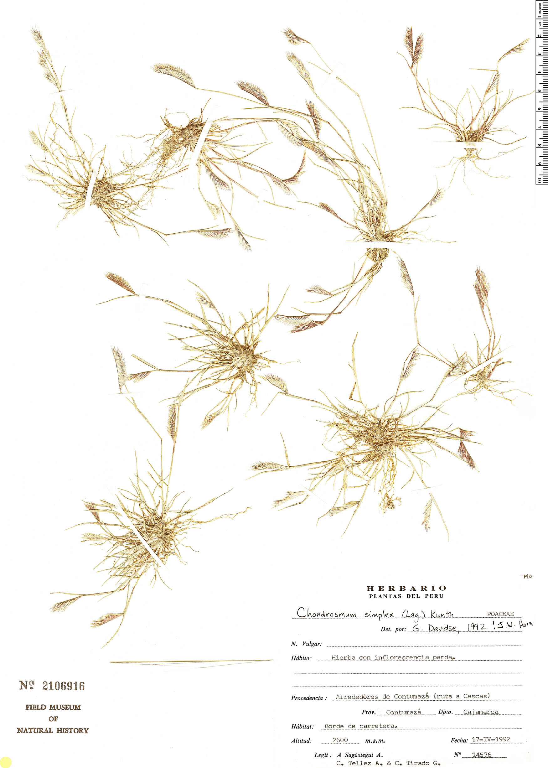 Chondrosum simplex