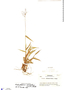 Dichanthelium viscidellum image
