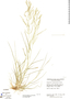 Eragrostis pectinacea var. miserrima image