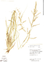 Eragrostis prolifera image