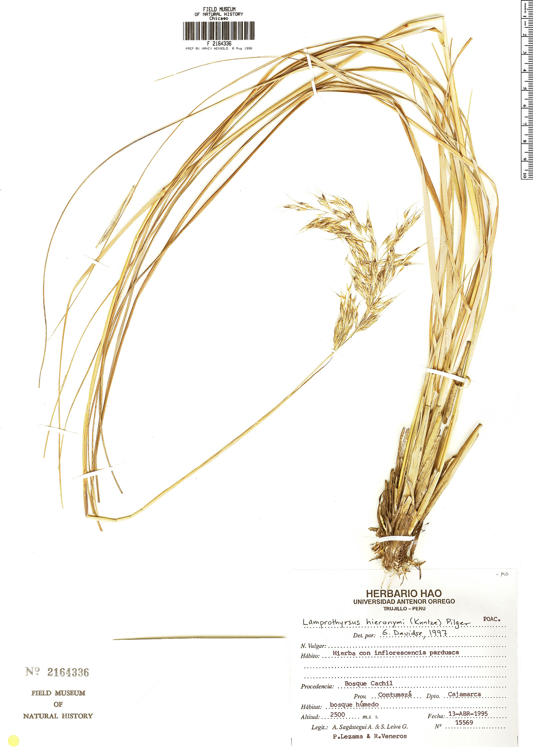 Lamprothyrsus hieronymi image