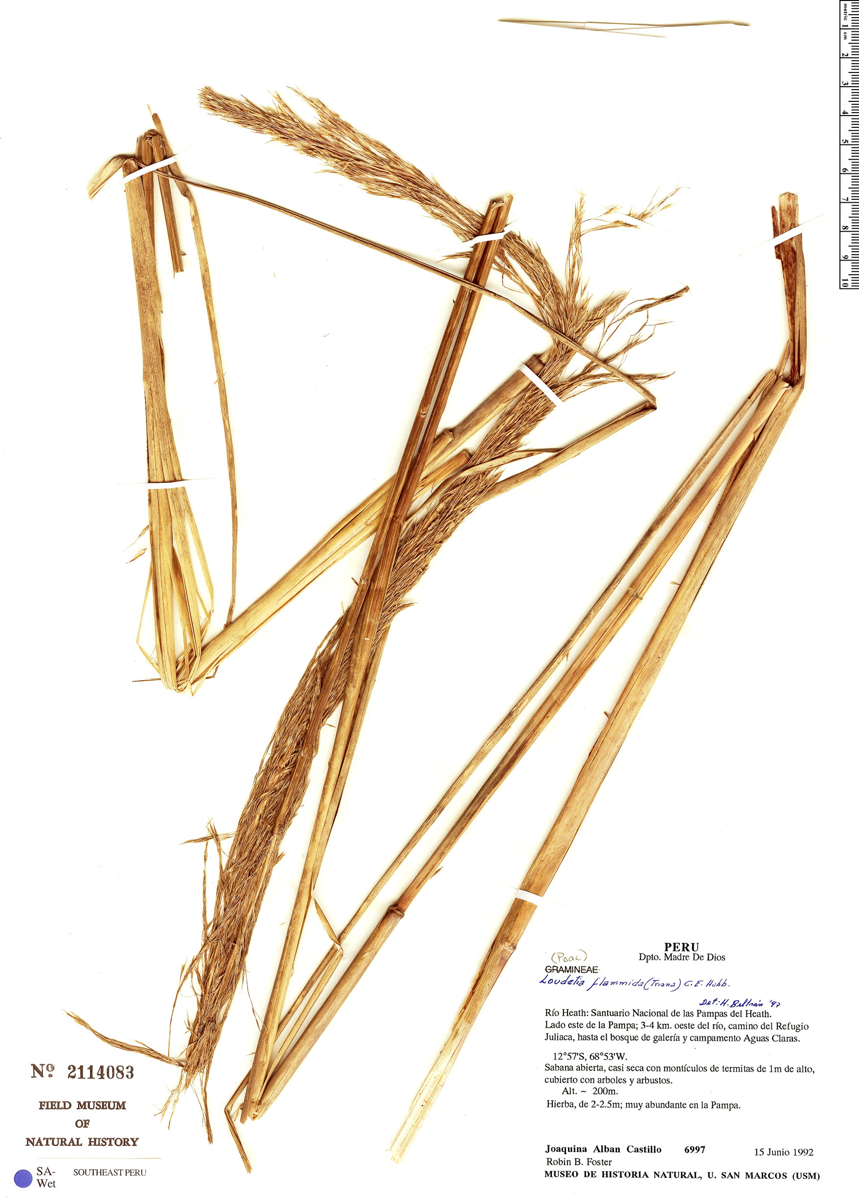 Loudetia flammida image