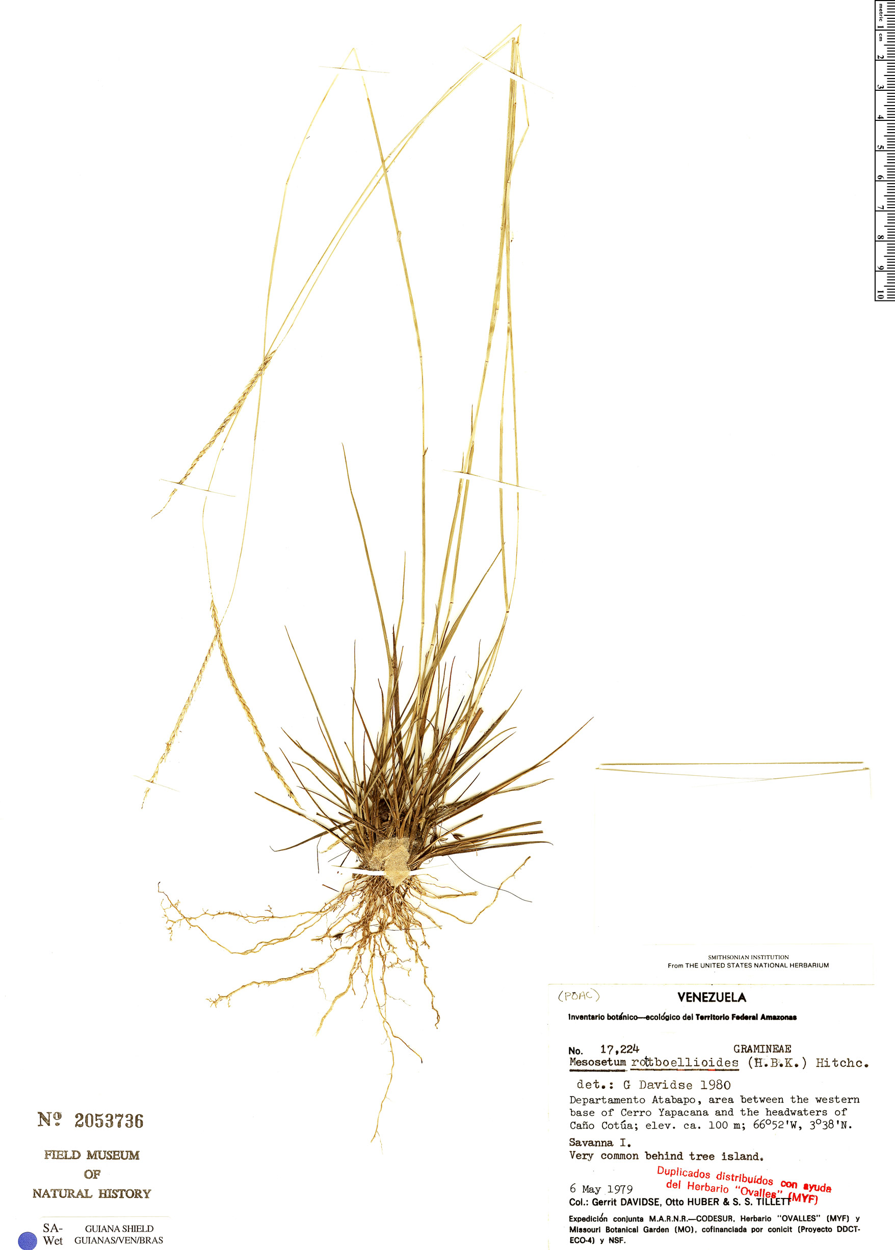 Mesosetum rottboellioides image