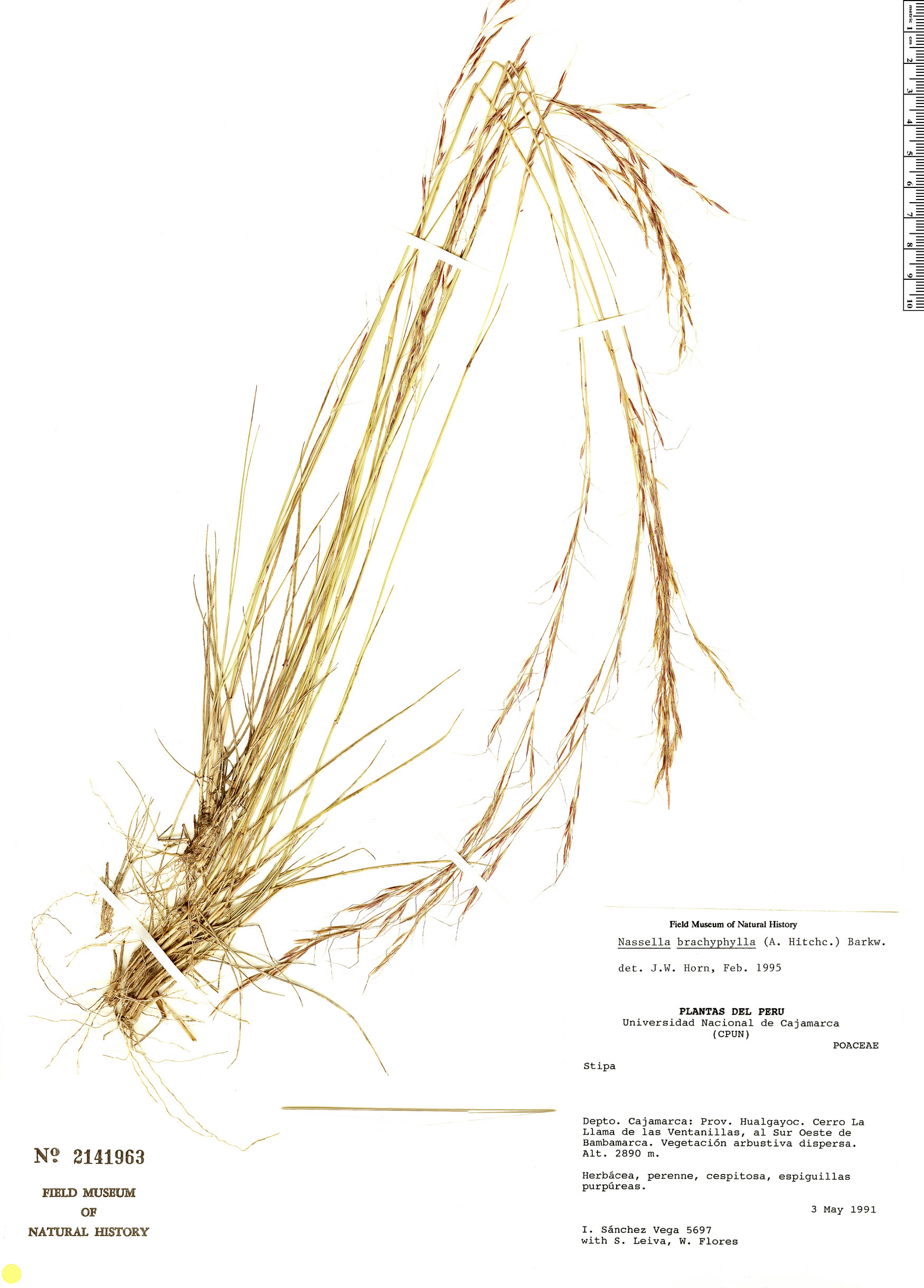 Nassella brachyphylla image