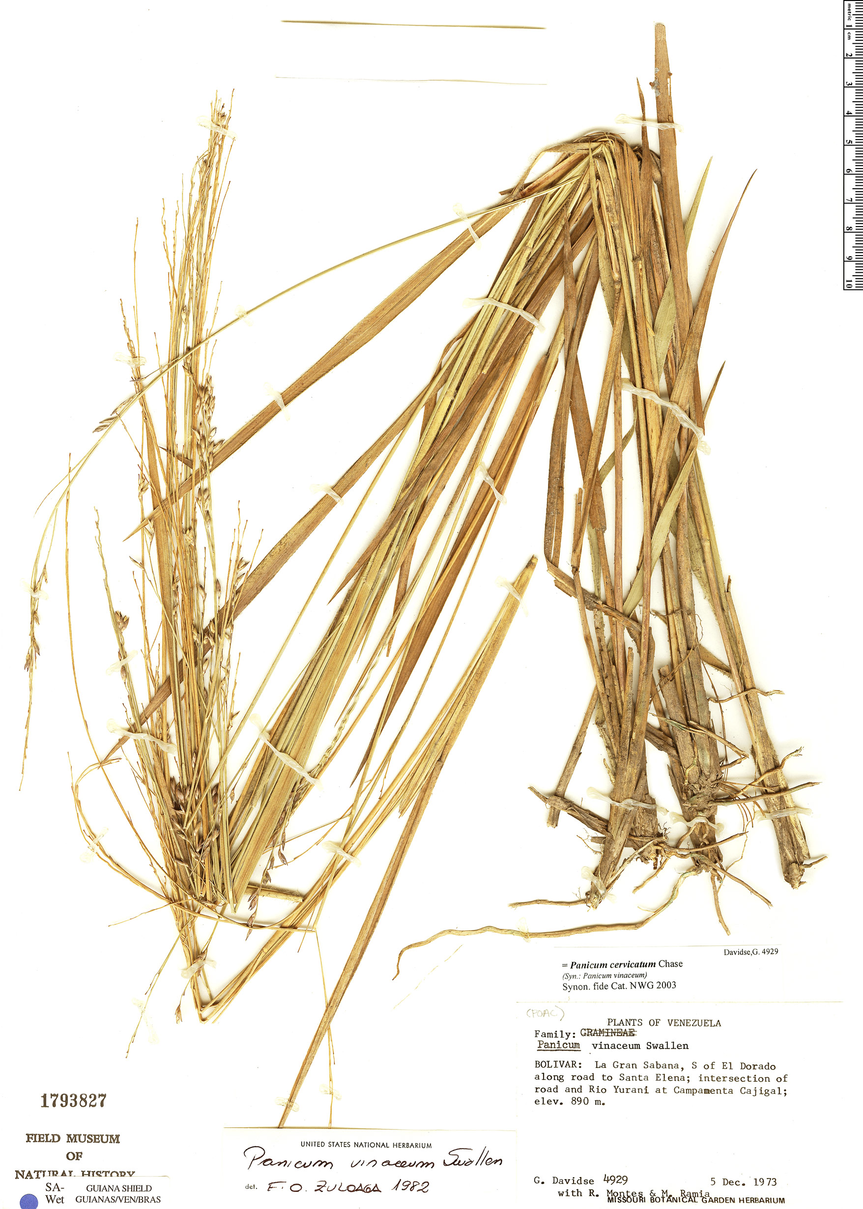 Panicum cervicatum image
