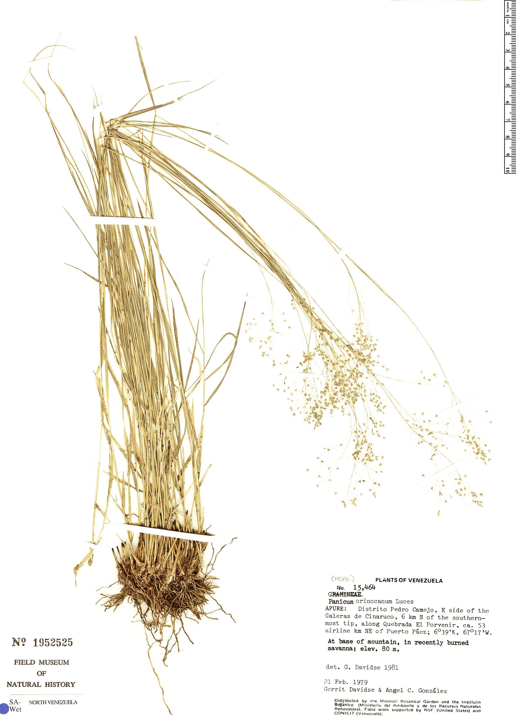 Panicum orinocanum image