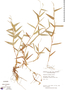 Paspalum decumbens image