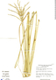 Paspalum millegrana image