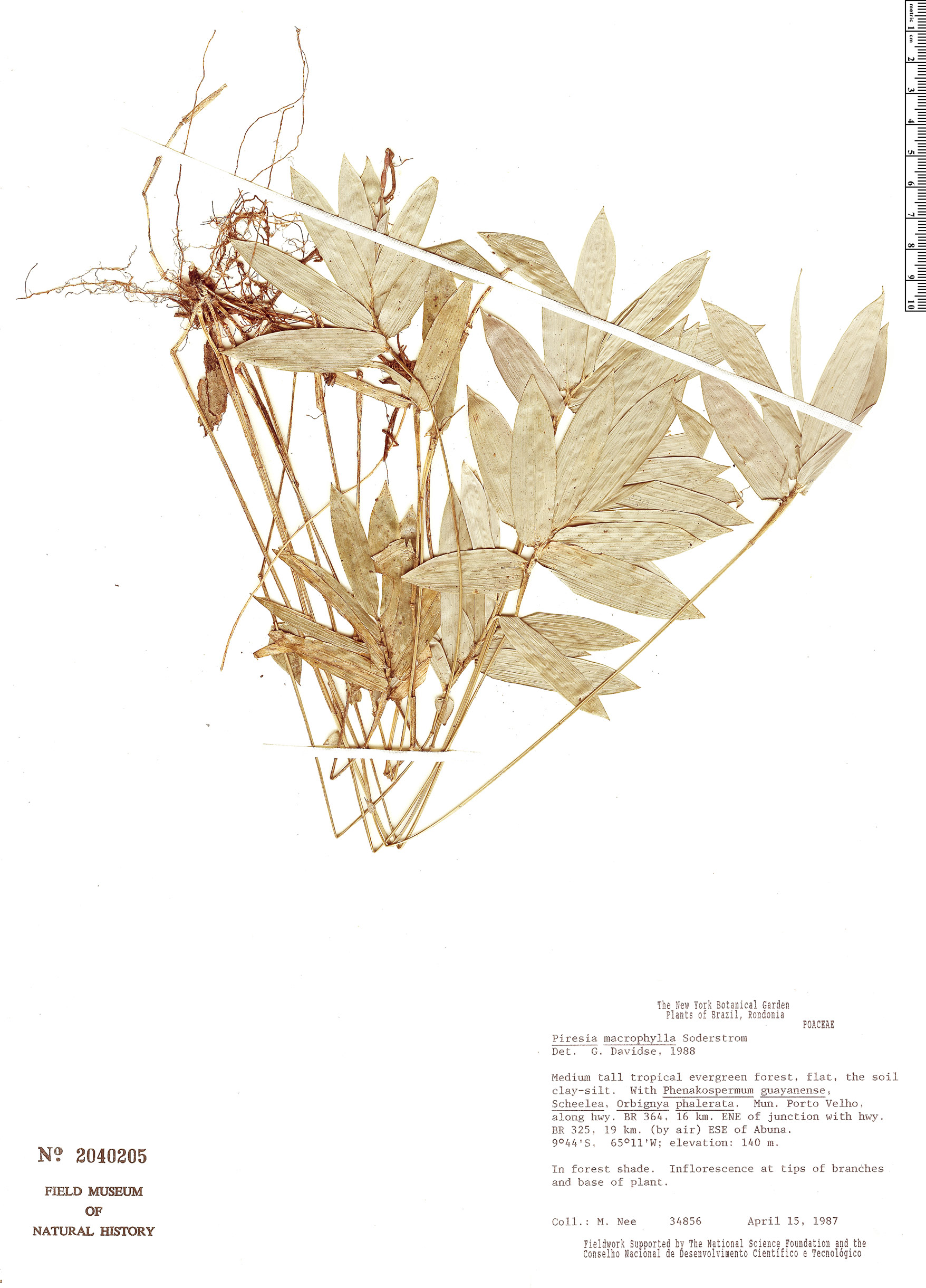 Piresia macrophylla image