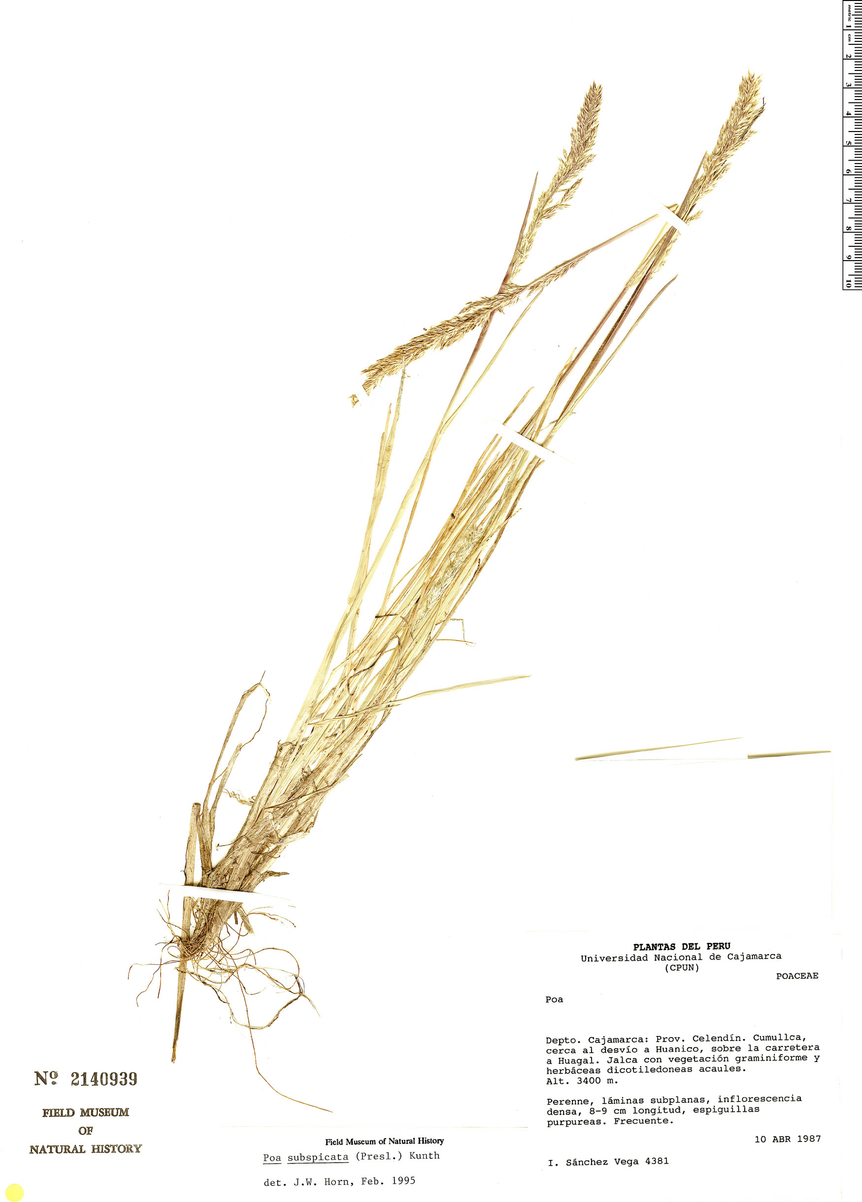 Poa subspicata image