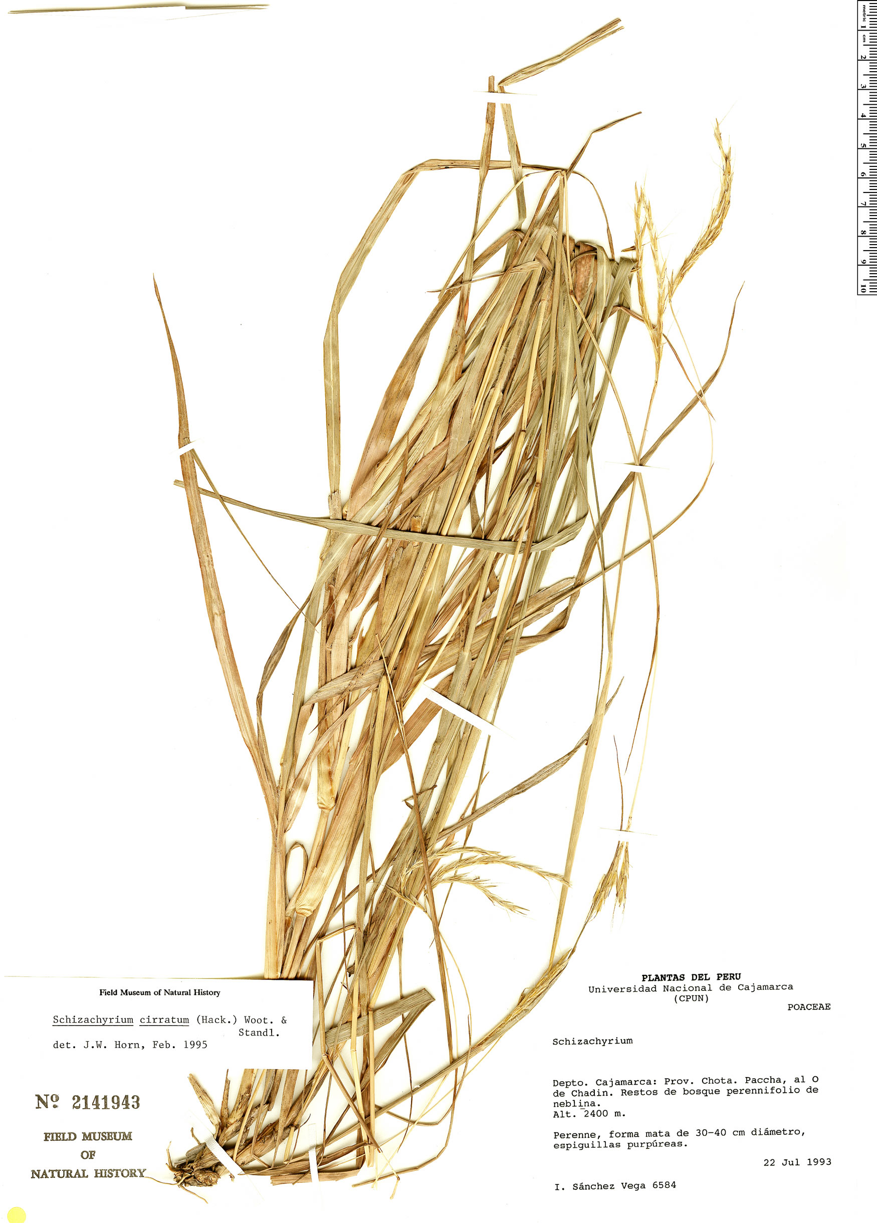 Schizachyrium cirratum image