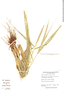 Setaria tenax image