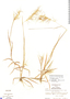 Sorghastrum incompletum image