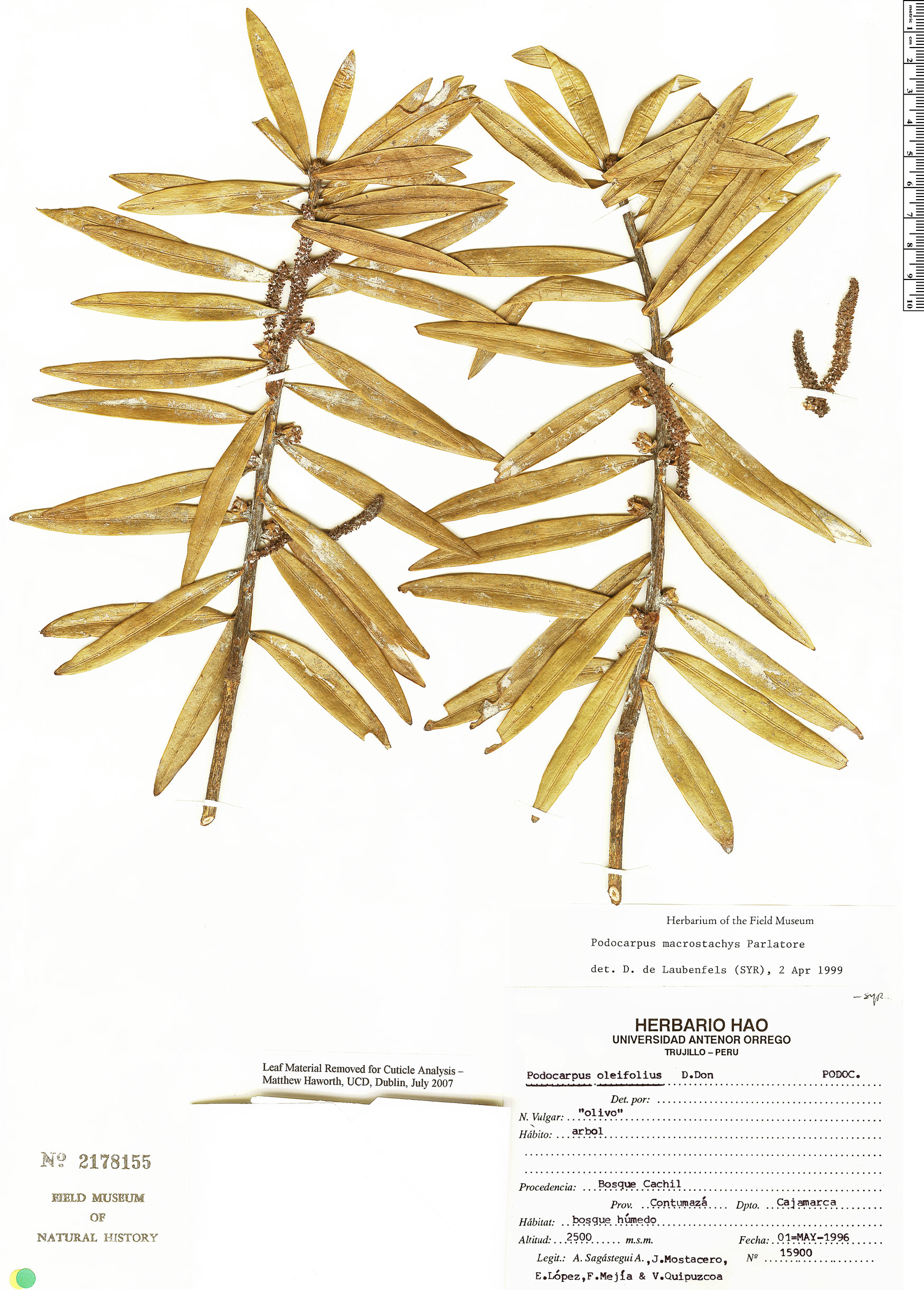 Podocarpus macrostachys image